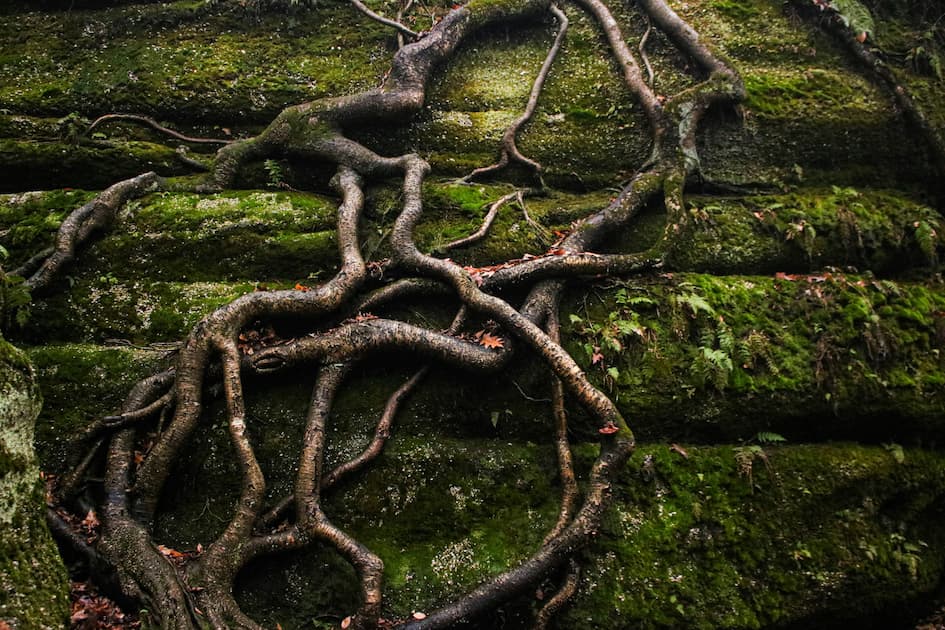 Tree Roots